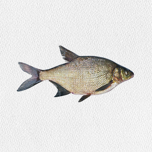 abramis-brama
