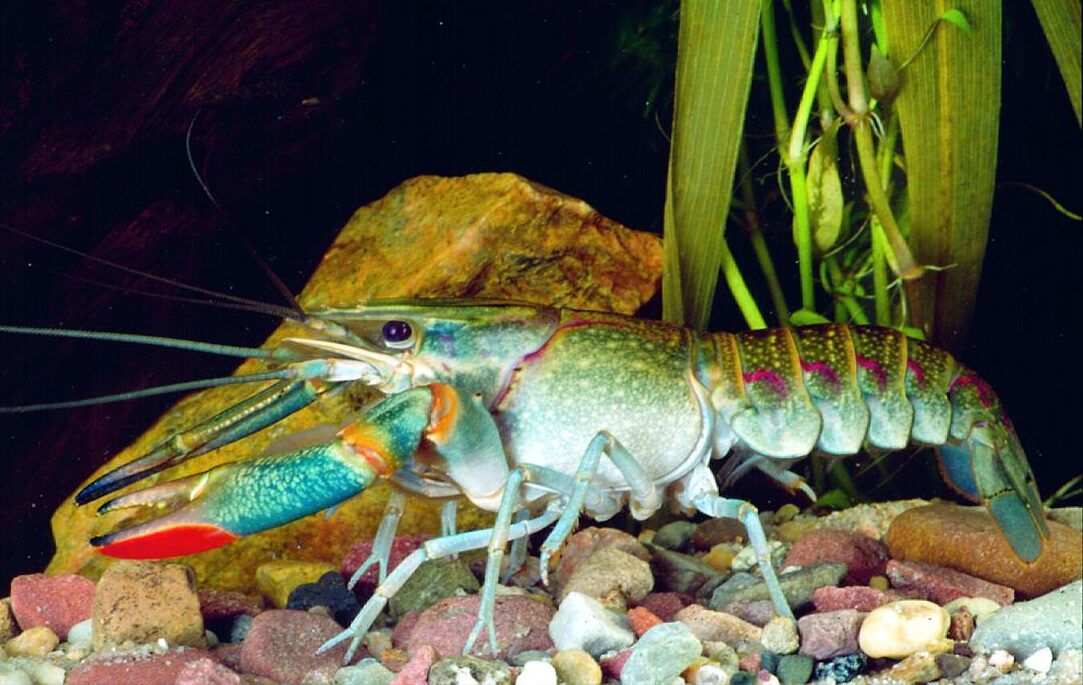 cherax-quadricarinatus