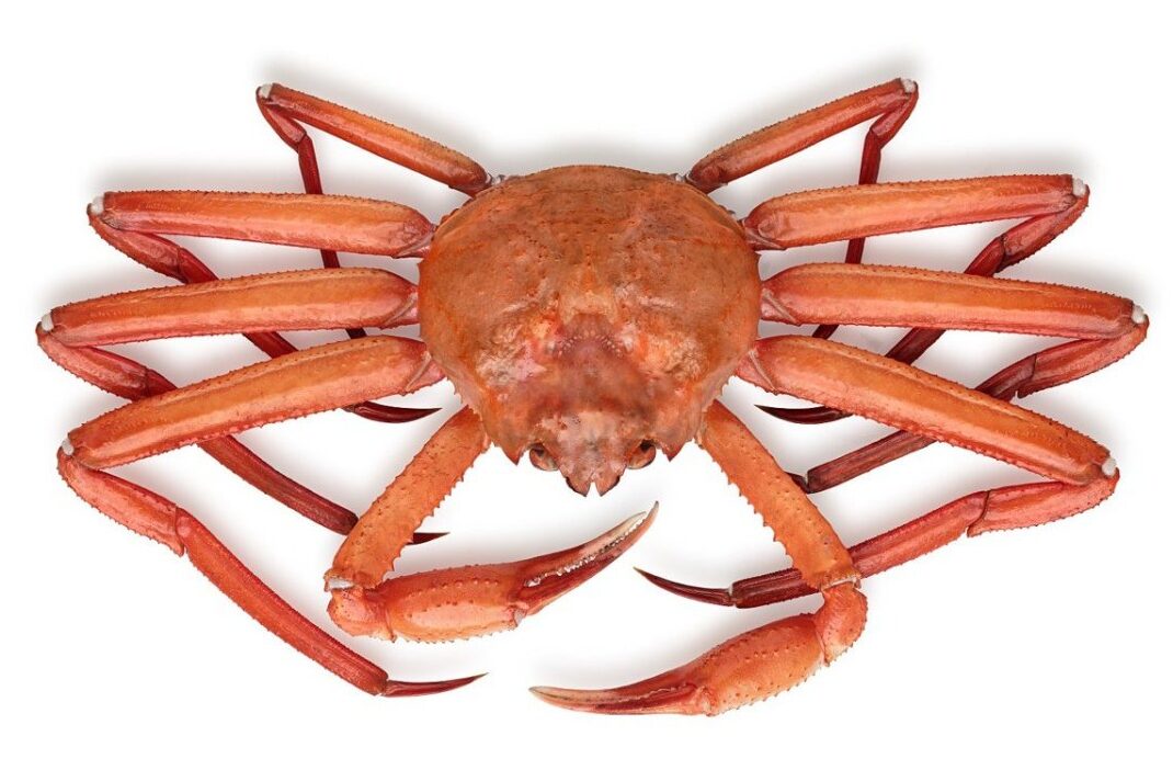 chionoecetes-japonicus