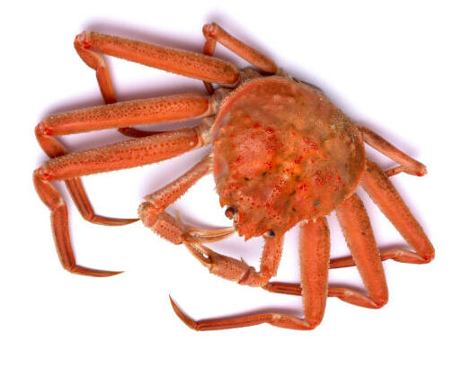 chionoecetes-opilio