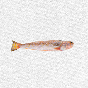 echiichthys-vipera