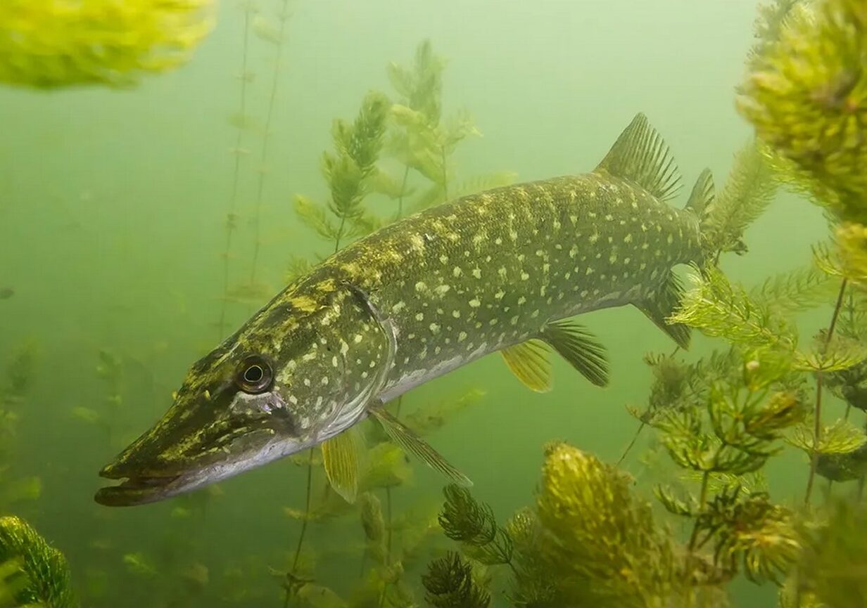 esox-lucius