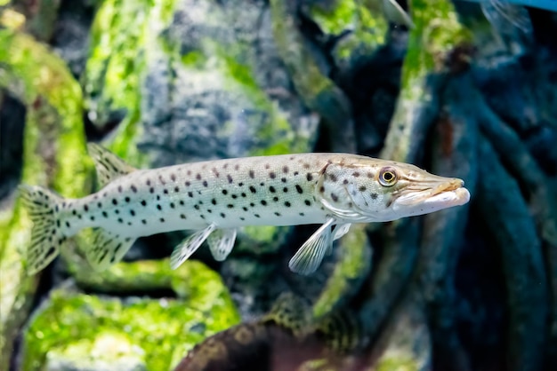 esox-reichertii