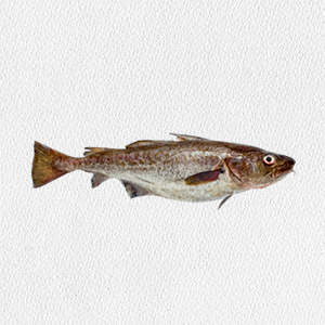 gadus_chalcogrammus