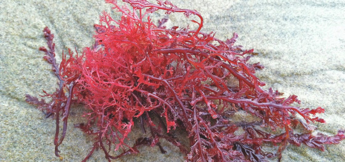 Gracilaria