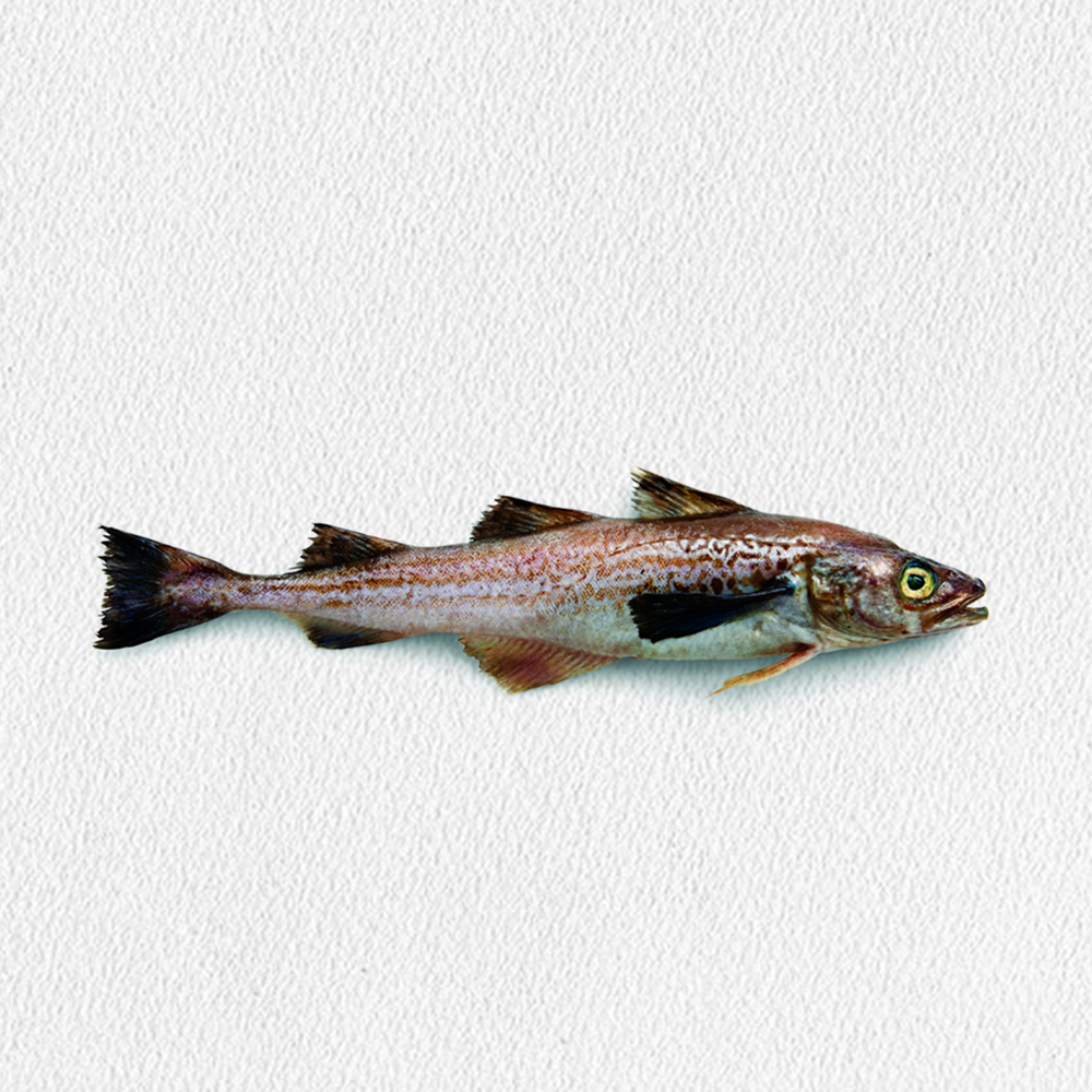 merluccius