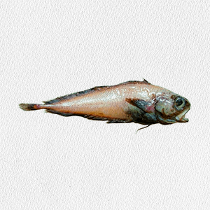 muraenolepis