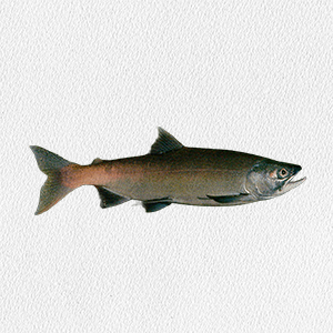 оncorhynchus-nerka