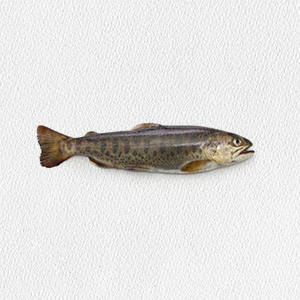 oncorhynchus-masou