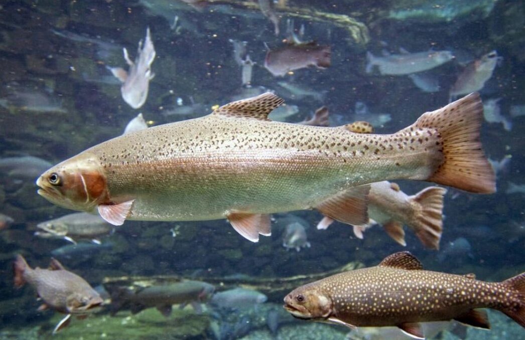 oncorhynchus-mykiss-irideus