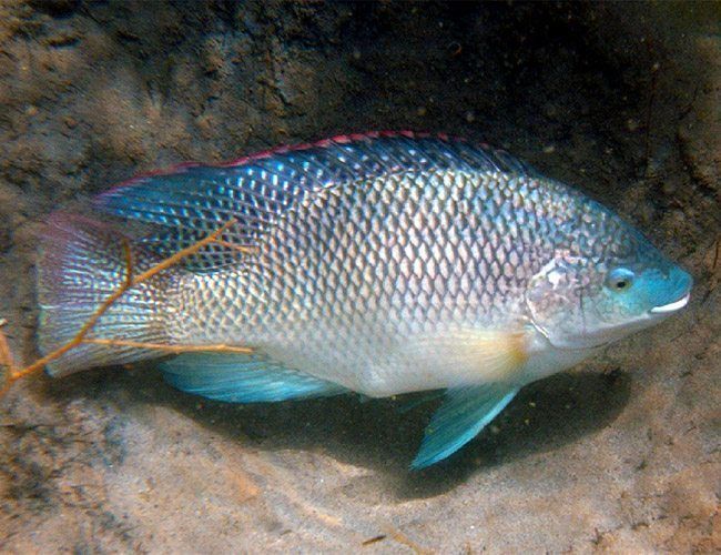 oreochromis-aureus