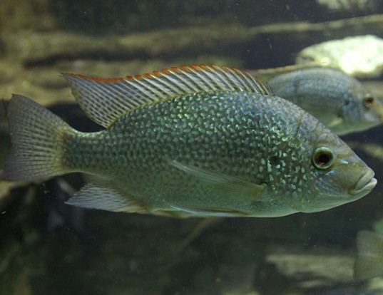 oreochromis-niloticus