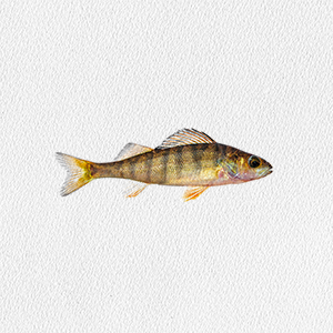 perca