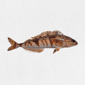 pleurogrammus