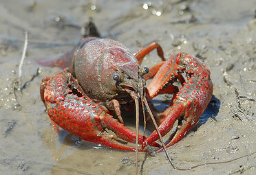 procambarus-clarki