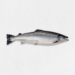 salmo-salar