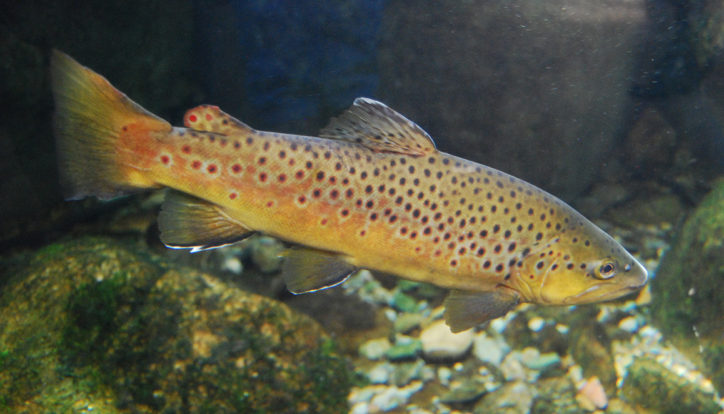 salmo-trutta