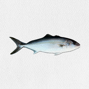 seriola