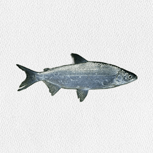 soregonus-autumnalis