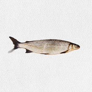 soregonus-muksun