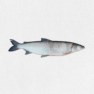 stenodus-leucichthys-nelma
