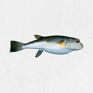 takifugu