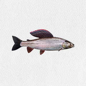 thymallus