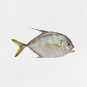trachinotus