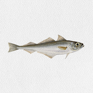 trisopterus