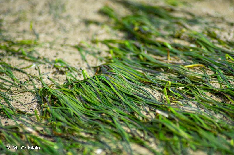 zostera