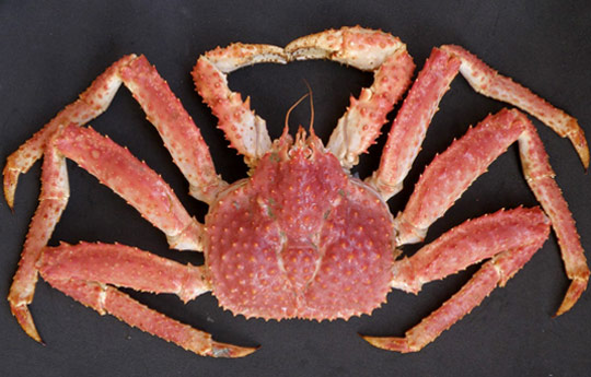 lithodes-aequispinus