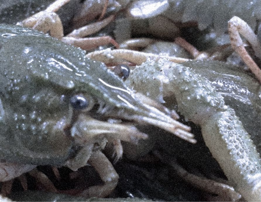 kak-teplo-ot-gres-i-aes-mozhet-pomoch-vyrashchivat-rakov-i-rybu